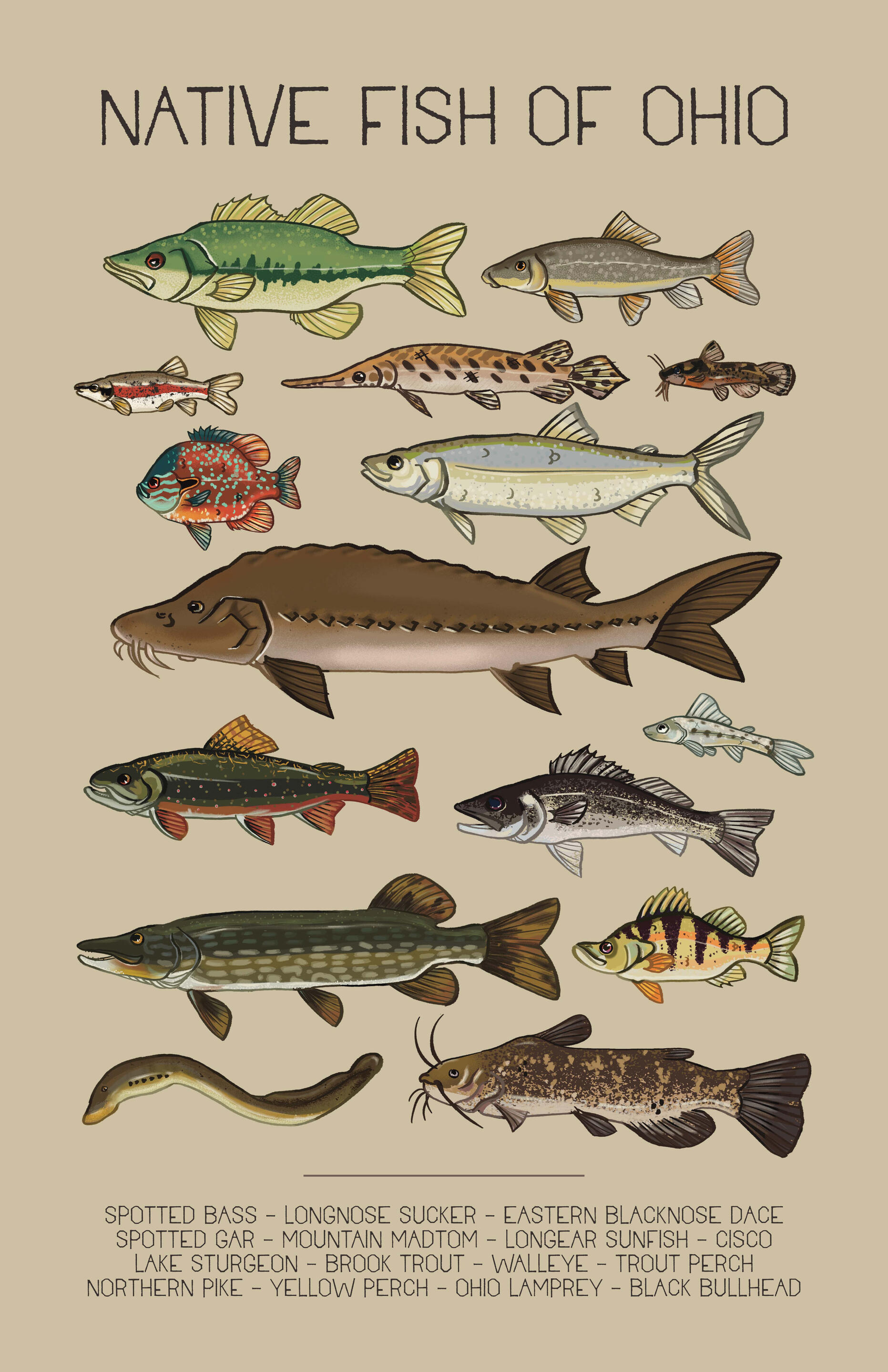 Native Fish of Ohio Poster